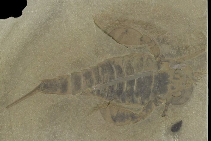 Eurypterus (Sea Scorpion) Fossil - New York #131483